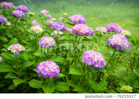Hydrangea in full bloom in Minoyama Park Hydrangea in full bloom in Minoyama Park 76255017