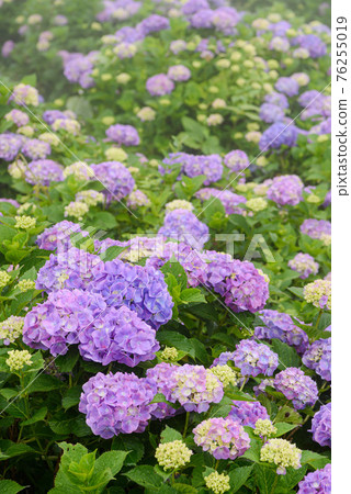 Hydrangea in full bloom (rainy season image) Hydrangea in full bloom (rainy season image) 76255019