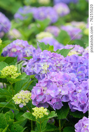 盛開的繡球花(雨季圖片) 盛開的繡球花(雨季圖片) 76255020