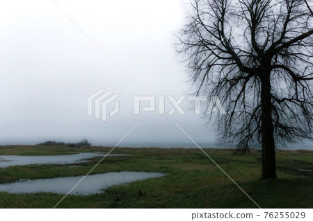 Misty landscape with tree of your dreams Misty landscape with tree of your dreams 76255029