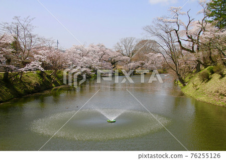 龜城公園的櫻花（福島縣田倉町） 76255126