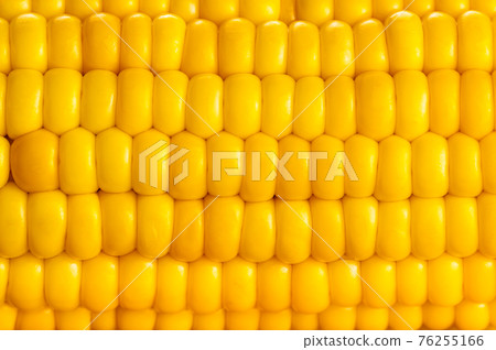 Side view closeup of sweet corn. Side view closeup of sweet corn. 76255166