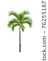 plam tree on isolate white background 76255187
