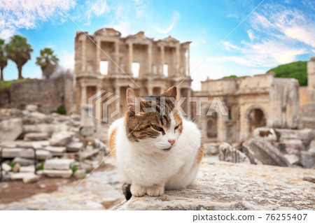 building, turkey, cat 76255407