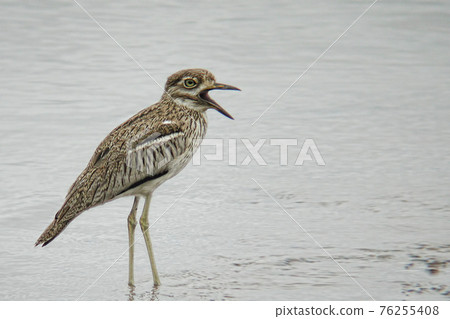 Water Dikkop or Water Thick-Knee, Burhinus vermiculatus, wading 76255408