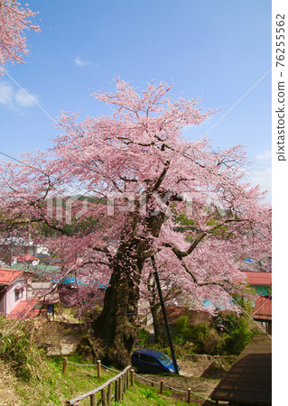 Sakura Takada (Ishikawa Town, Fukushima Prefecture) 76255562