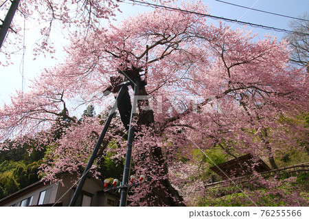 Sakura Takada (Ishikawa Town, Fukushima Prefecture) 76255566