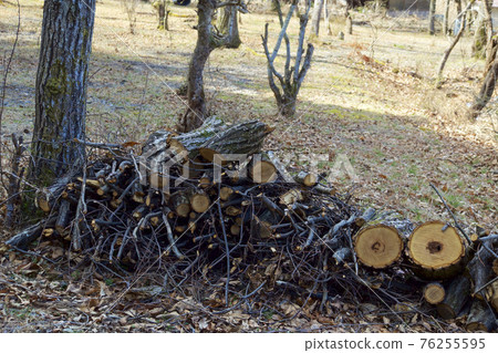 為組織森林準備木柴 76255595