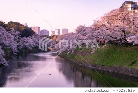 Cherry Blossoms at Chidorigafuchi Cherry Blossoms at Chidorigafuchi 76255639