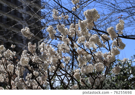 Cherry blossoms around the housing complex 76255698