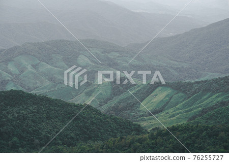Panoramic landscape picture of fresh green rain forest and mountain background. 76255727