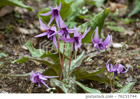 美麗的紅花,預示著春天的到來 美麗的紅花,預示著春天的到來 76255744