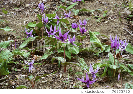 Beautiful erythronium flowers that signal the arrival of spring Beautiful erythronium flowers that signal the arrival of spring 76255750