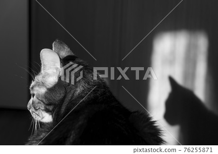 Black and white portrait of a cat with her shadow Black and white portrait of a cat with her shadow 76255871