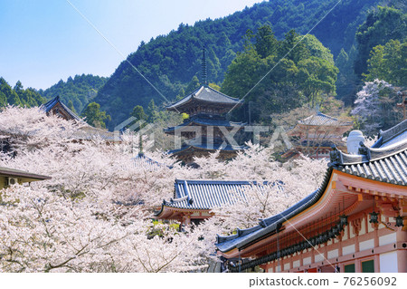 Tsubosaka-dera Sakura Daibutsu in full bloom 76256092