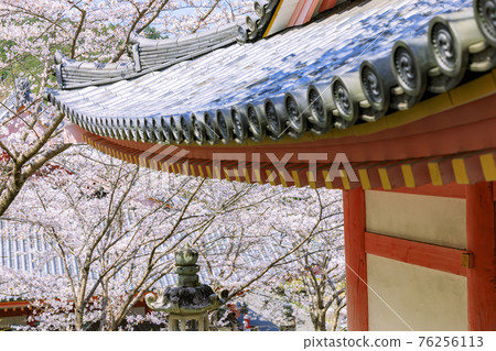 Tsubosaka-dera Sakura Daibutsu in full bloom 76256113