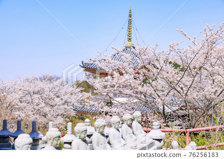 Tsubosaka-dera Sakura Daibutsu in full bloom 76256183