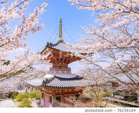 坪坂寺櫻花盛開 坪坂寺櫻花盛開 76256184