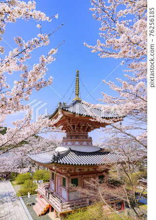 坪坂寺櫻花盛開 76256185