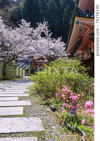 坪坂寺櫻花盛開 76256190