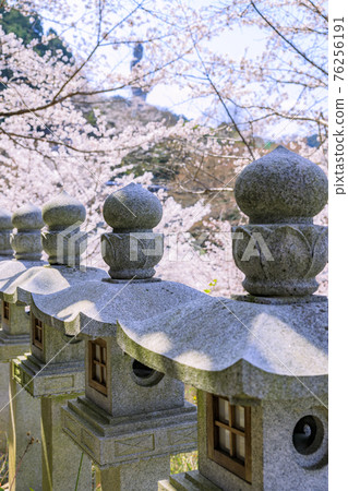 Tsubosaka-dera Sakura Daibutsu in full bloom 76256191
