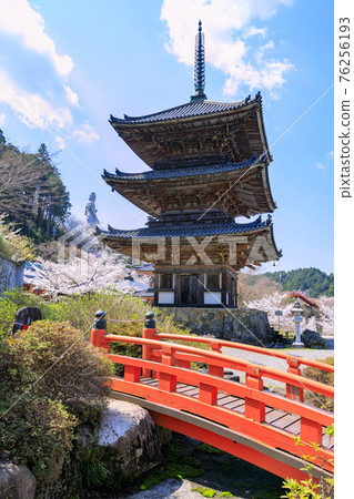 Tsubosaka-dera Sakura Daibutsu in full bloom 76256193