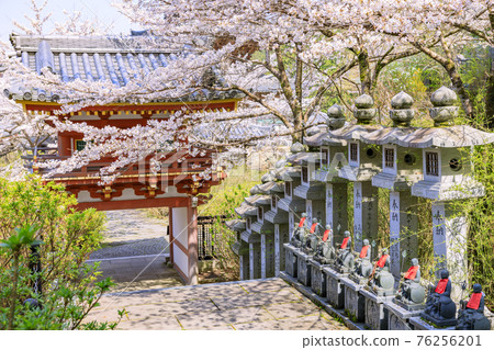 Tsubosaka-dera Sakura Daibutsu in full bloom Tsubosaka-dera Sakura Daibutsu in full bloom 76256201
