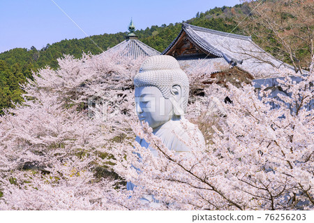 Tsubosaka-dera Sakura Daibutsu in full bloom 76256203