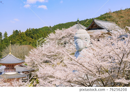 Tsubosaka-dera Sakura Daibutsu in full bloom Tsubosaka-dera Sakura Daibutsu in full bloom 76256208