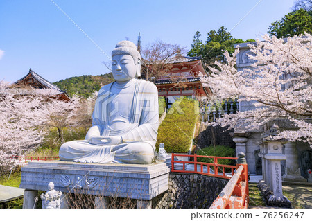坪坂寺櫻花盛開 坪坂寺櫻花盛開 76256247