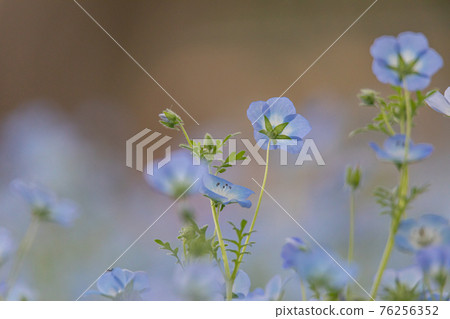 喜林草 喜林草 76256352