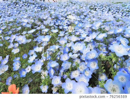 Nemophila Hitachi Seaside Park Nemophila Hitachi Seaside Park 76256389