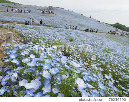 Nemophila Hitachi Seaside Park Nemophila Hitachi Seaside Park 76256390