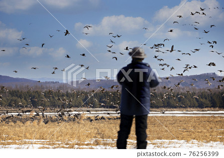 Greater white-fronted duck herd Greater white-fronted duck herd 76256399