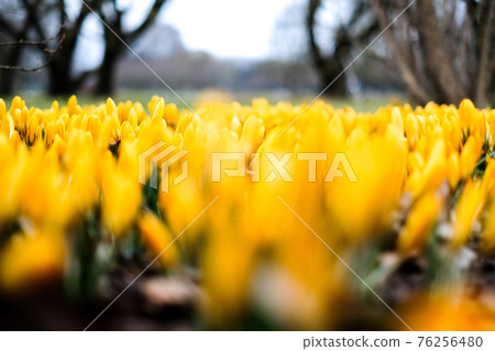 The first beautiful yellow crocuses blooming in the spring garden, in park in sunset. Defocused The first beautiful yellow crocuses blooming in the spring garden, in park in sunset. Defocused 76256480