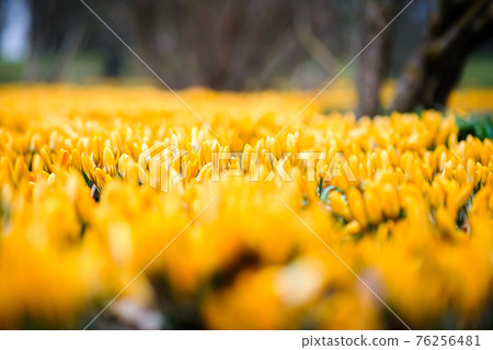 The first beautiful yellow crocuses blooming in the spring garden, in park in sunset. Defocused 76256481