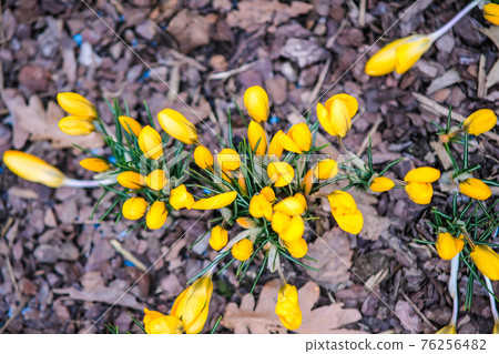 The first beautiful yellow crocuses blooming in the spring garden, in park in sunset. Defocused 76256482