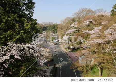 Sakura in Matsugaoka Park (Iwaki City, Fukushima Prefecture) Sakura in Matsugaoka Park (Iwaki City, Fukushima Prefecture) 76256492