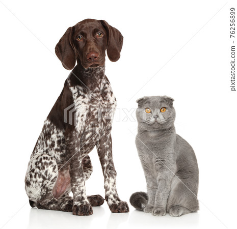 German Kurzhaar and British Scottish fold 76256899