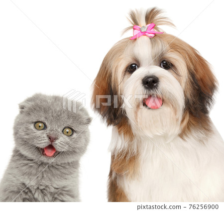 Kitten and dog looking at the camera 76256900