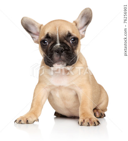 French bulldog puppy on a white background 76256901