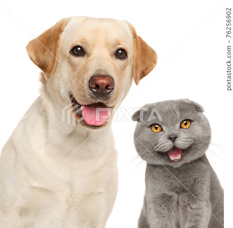 Portrait of a happy cat and dog 76256902