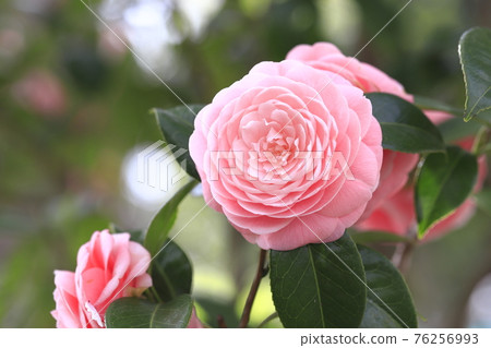 粉紅少女山茶（乙女椿） 76256993