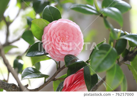 Pink maiden camellia (Otome Tsubaki) 76257000