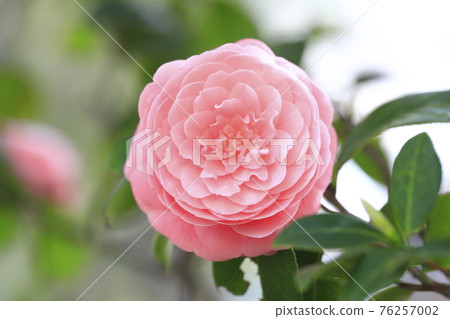 Pink maiden camellia (Otome Tsubaki) Pink maiden camellia (Otome Tsubaki) 76257002