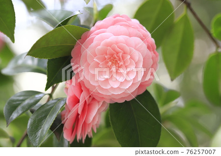 Pink maiden camellia (Otome Tsubaki) Pink maiden camellia (Otome Tsubaki) 76257007