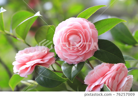 粉紅少女山茶(乙女椿) 粉紅少女山茶(乙女椿) 76257009