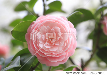 Pink maiden camellia (Otome Tsubaki) 76257043