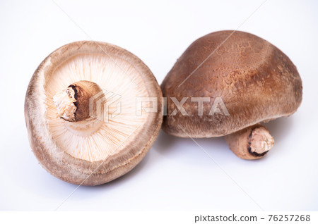 Photographs of carefully selected highest peak raw shiitake mushrooms "Notomari" Photographs of carefully selected highest peak raw shiitake mushrooms "Notomari" 76257268