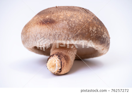 Photographs of carefully selected highest peak raw shiitake mushrooms "Notomari" 76257272